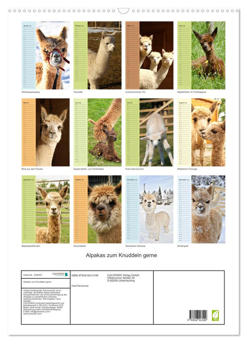 Alpakas zum Knuddeln gerne (CALVENDO Wandkalender 2026)