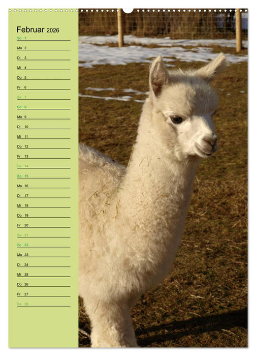 Alpakas zum Knuddeln gerne (CALVENDO Wandkalender 2026)