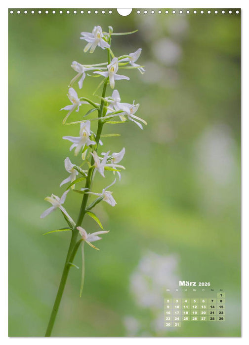 Orchideen in freier Wildbahn (CALVENDO Wandkalender 2026)