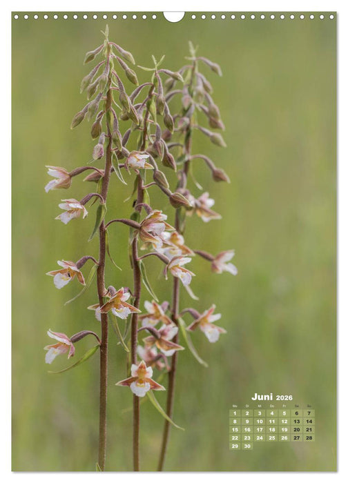 Orchideen in freier Wildbahn (CALVENDO Wandkalender 2026)