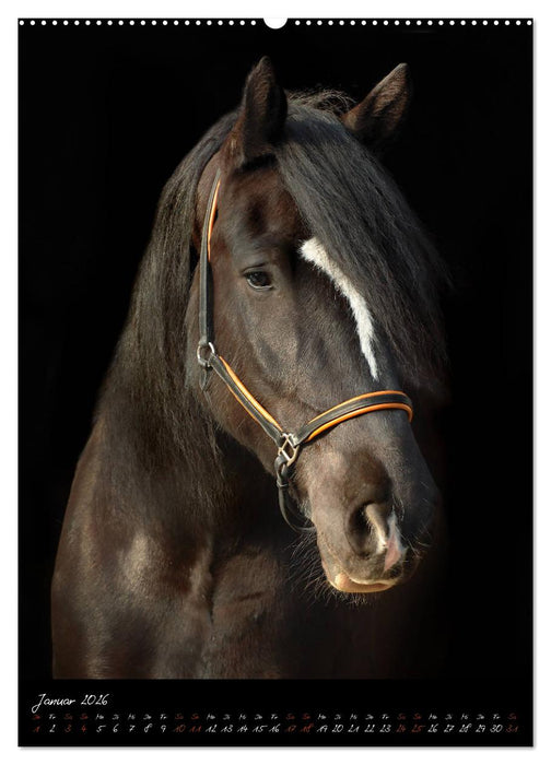 StudioArt Pferderassen im Porträt (CALVENDO Premium Wandkalender 2026)