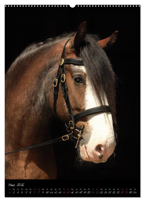 StudioArt Pferderassen im Porträt (CALVENDO Premium Wandkalender 2026)