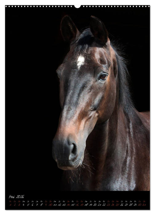 StudioArt Pferderassen im Porträt (CALVENDO Premium Wandkalender 2026)