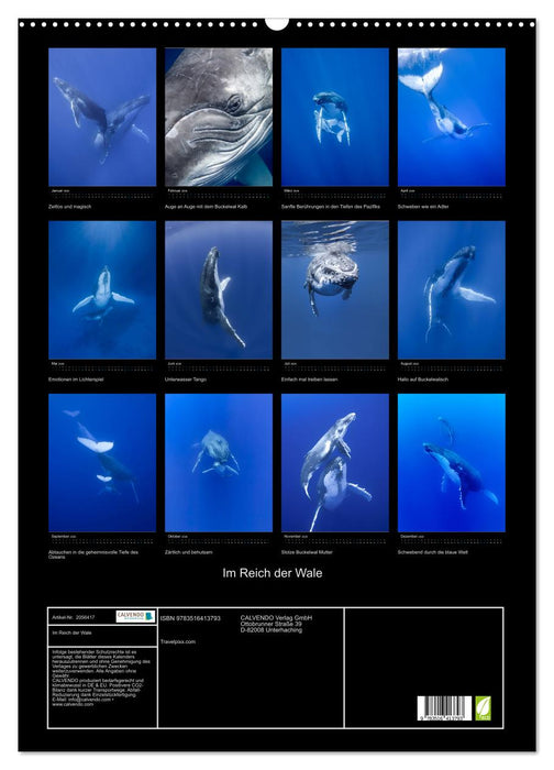 Im Reich der Wale (CALVENDO Wandkalender 2026)