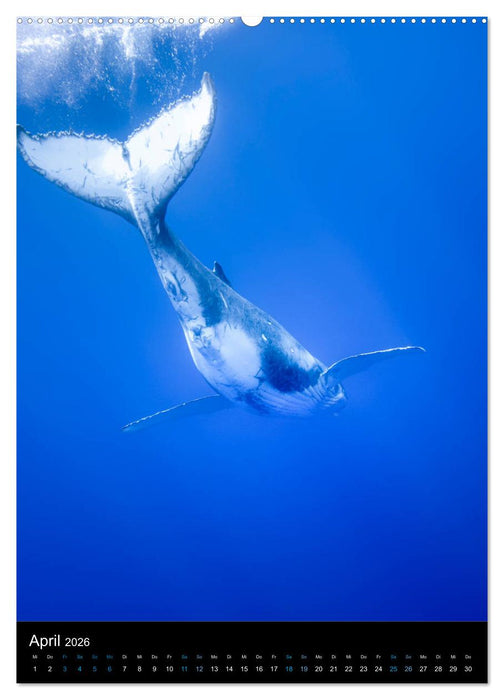 Im Reich der Wale (CALVENDO Wandkalender 2026)