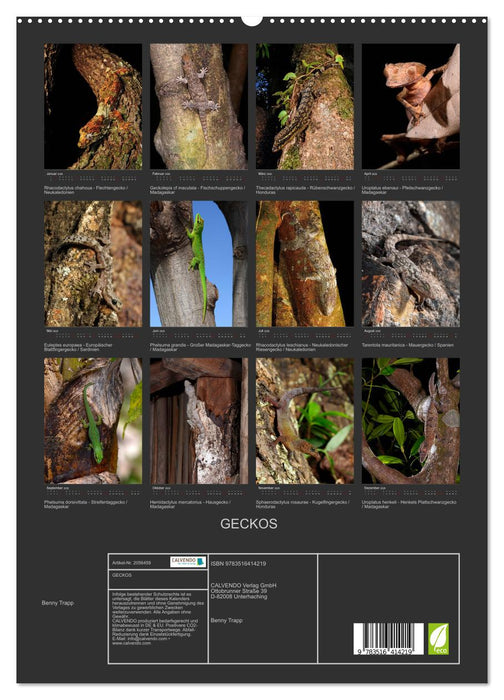 GECKOS (CALVENDO Premium Wandkalender 2026)