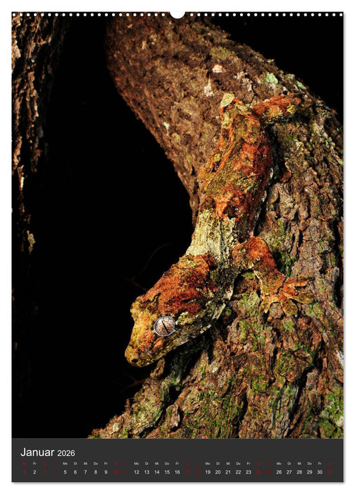 GECKOS (CALVENDO Premium Wandkalender 2026)