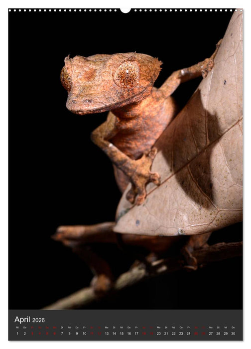 GECKOS (CALVENDO Premium Wandkalender 2026)