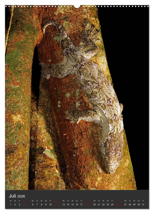 GECKOS (CALVENDO Premium Wandkalender 2026)