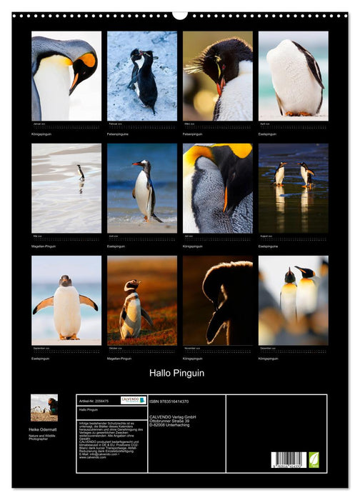 Hallo Pinguin (CALVENDO Wandkalender 2026)
