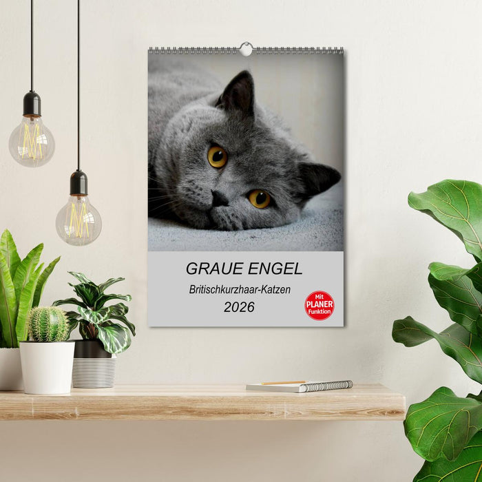 Graue Engel - Britischkurzhaar-Katzen (CALVENDO Wandkalender 2026)
