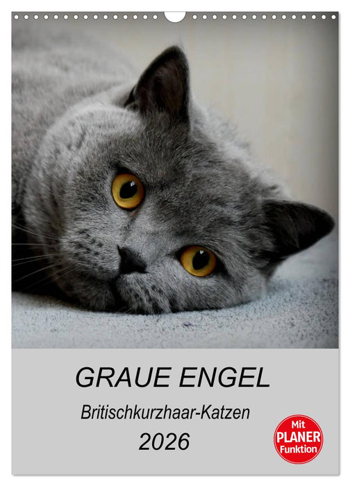 Graue Engel - Britischkurzhaar-Katzen (CALVENDO Wandkalender 2026)