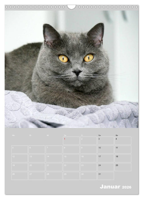 Graue Engel - Britischkurzhaar-Katzen (CALVENDO Wandkalender 2026)