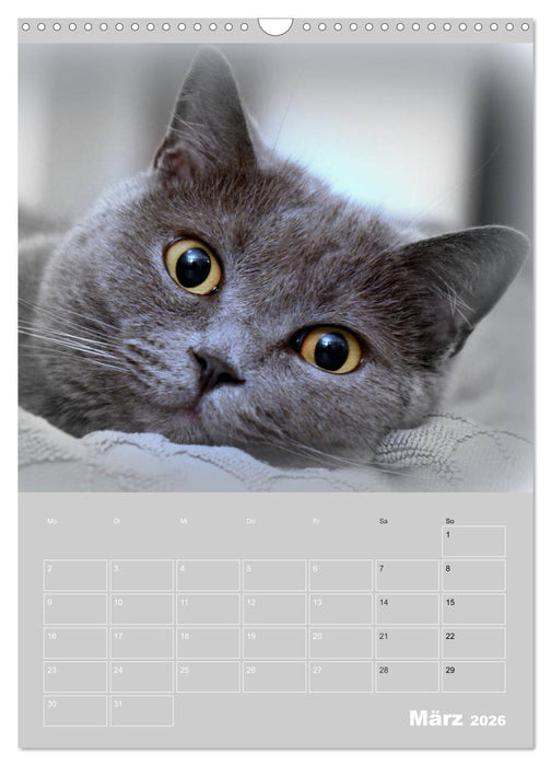 Graue Engel - Britischkurzhaar-Katzen (CALVENDO Wandkalender 2026)