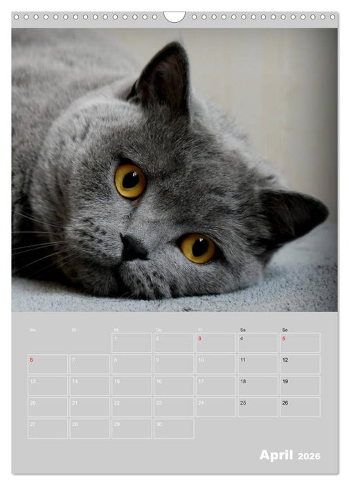 Graue Engel - Britischkurzhaar-Katzen (CALVENDO Wandkalender 2026)
