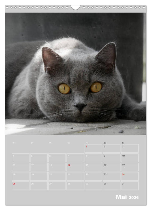 Graue Engel - Britischkurzhaar-Katzen (CALVENDO Wandkalender 2026)