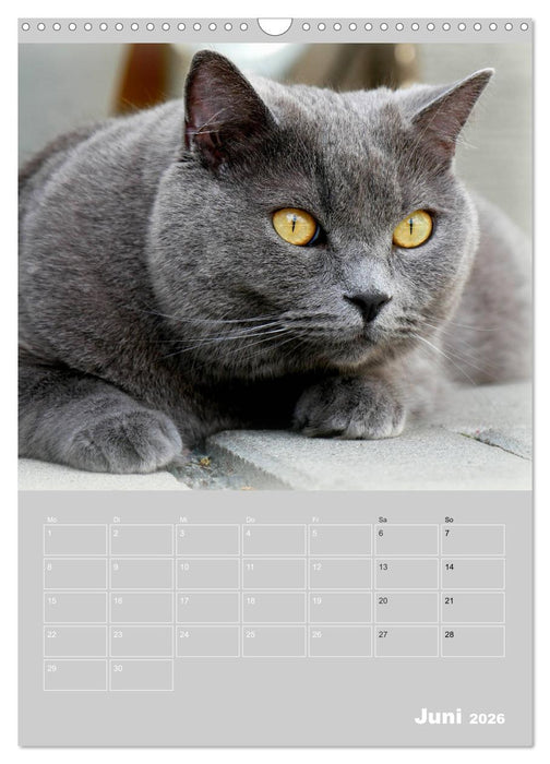 Graue Engel - Britischkurzhaar-Katzen (CALVENDO Wandkalender 2026)