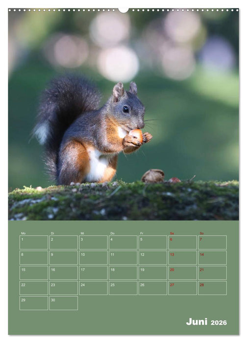 Eichhörnchen - Planer (CALVENDO Wandkalender 2026)