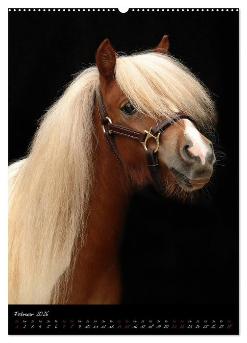 StudioArt Pferderassen im Porträt (CALVENDO Wandkalender 2026)