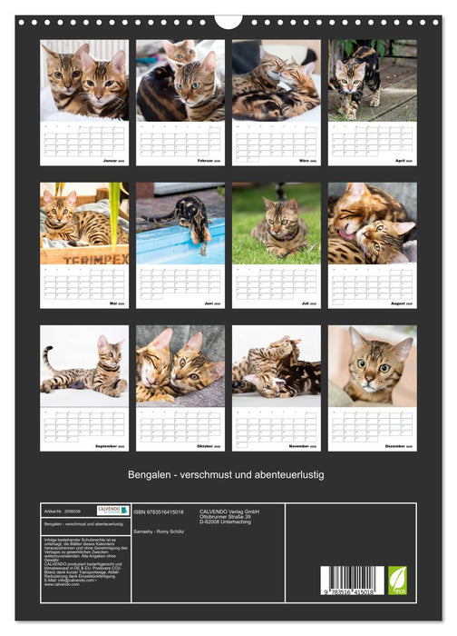 Bengalen - verschmust und abenteuerlustig (CALVENDO Wandkalender 2026)