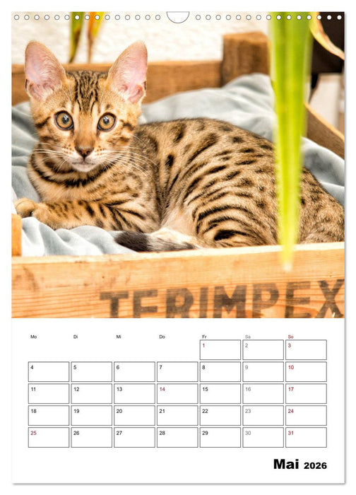 Bengalen - verschmust und abenteuerlustig (CALVENDO Wandkalender 2026)