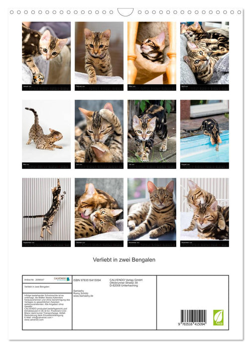 Verliebt in zwei Bengalen (CALVENDO Wandkalender 2026)