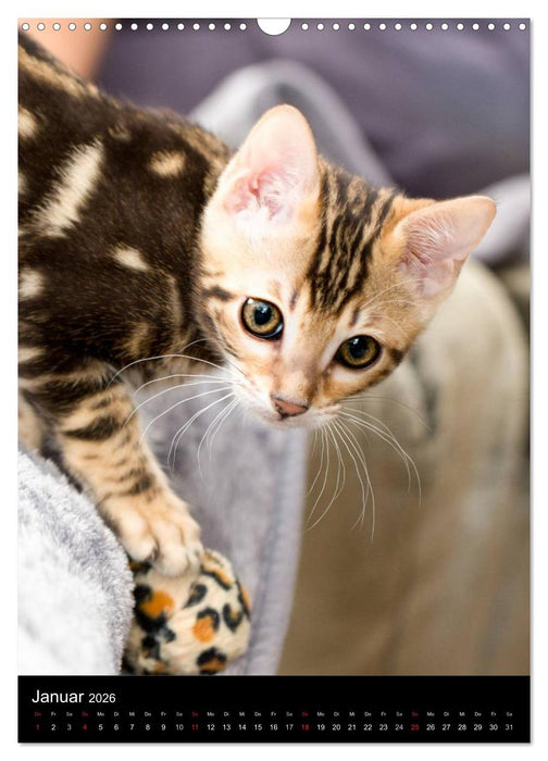 Verliebt in zwei Bengalen (CALVENDO Wandkalender 2026)