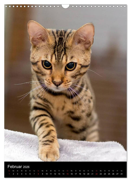 Verliebt in zwei Bengalen (CALVENDO Wandkalender 2026)