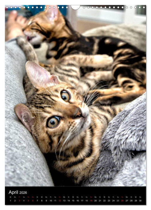 Verliebt in zwei Bengalen (CALVENDO Wandkalender 2026)