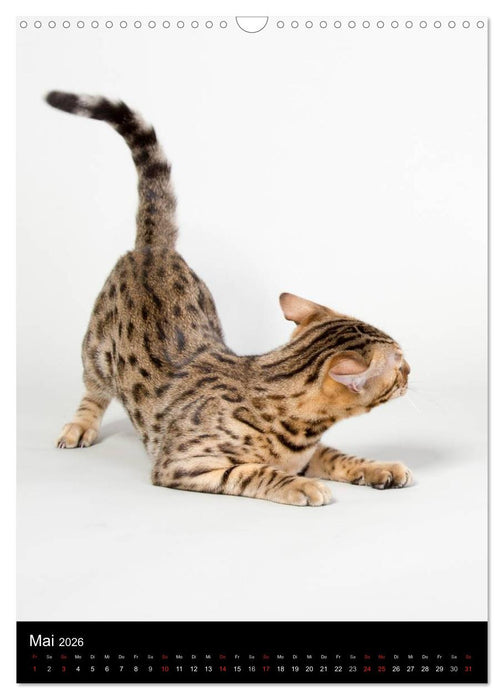 Verliebt in zwei Bengalen (CALVENDO Wandkalender 2026)