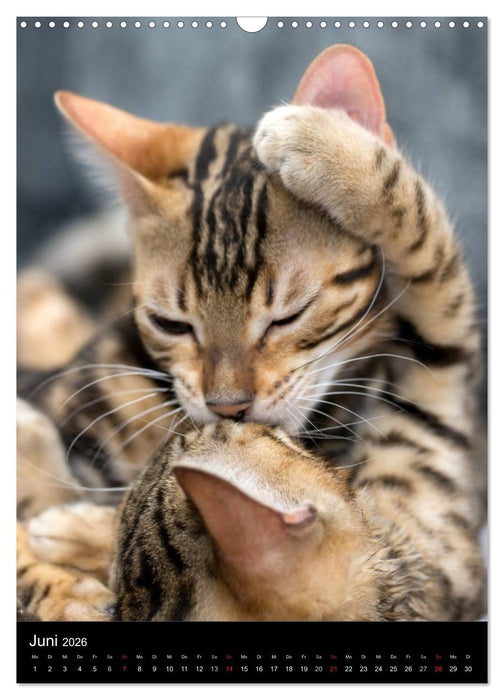 Verliebt in zwei Bengalen (CALVENDO Wandkalender 2026)