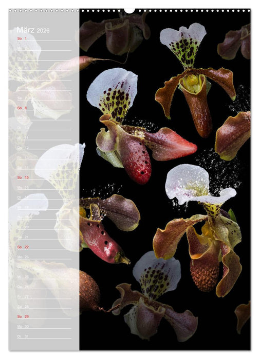 Funny Kitchen - Der verrückte Küchenplaner (CALVENDO Wandkalender 2026)