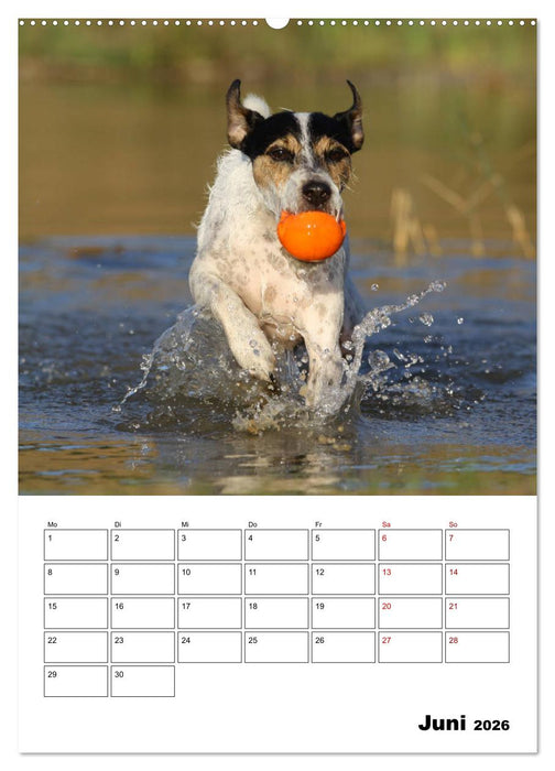 Tender Fellows - Parson Russell Terrier (CALVENDO Premium Wandkalender 2026)