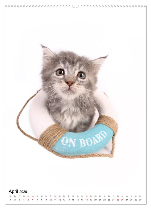 Der Fisheye Tiere Kalender (CALVENDO Premium Wandkalender 2026)