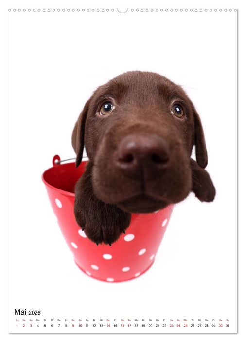 Der Fisheye Tiere Kalender (CALVENDO Premium Wandkalender 2026)