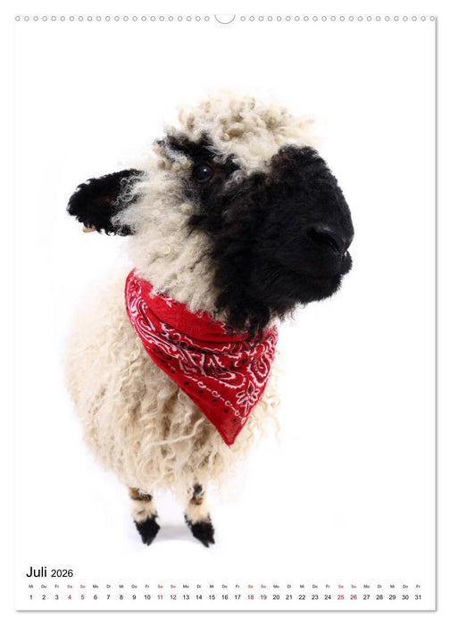 Der Fisheye Tiere Kalender (CALVENDO Premium Wandkalender 2026)