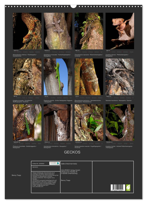 GECKOS (CALVENDO Wandkalender 2026)