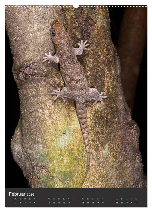 GECKOS (CALVENDO Wandkalender 2026)