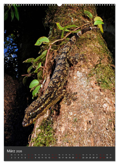 GECKOS (CALVENDO Wandkalender 2026)