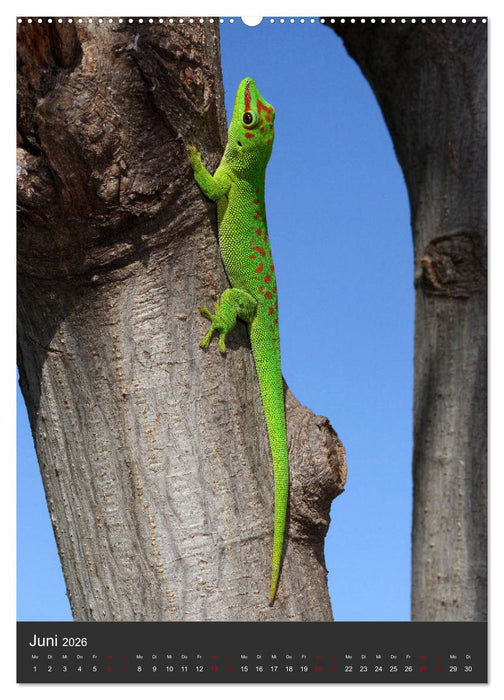 GECKOS (CALVENDO Wandkalender 2026)