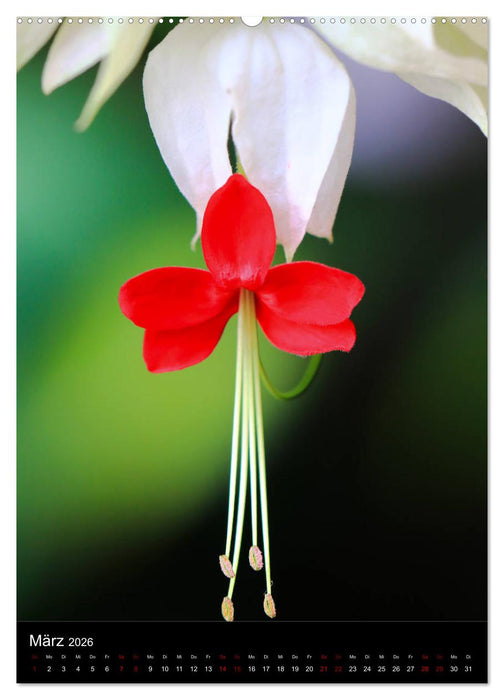 Ganz nah an der Natur (CALVENDO Premium Wandkalender 2026)