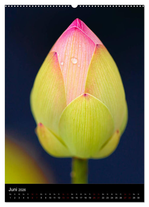 Ganz nah an der Natur (CALVENDO Premium Wandkalender 2026)