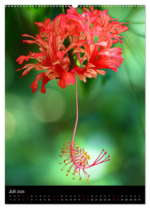 Ganz nah an der Natur (CALVENDO Premium Wandkalender 2026)