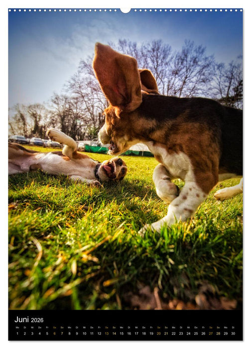 Beagle Action - Wilde Kuscheltiere (CALVENDO Wandkalender 2026)