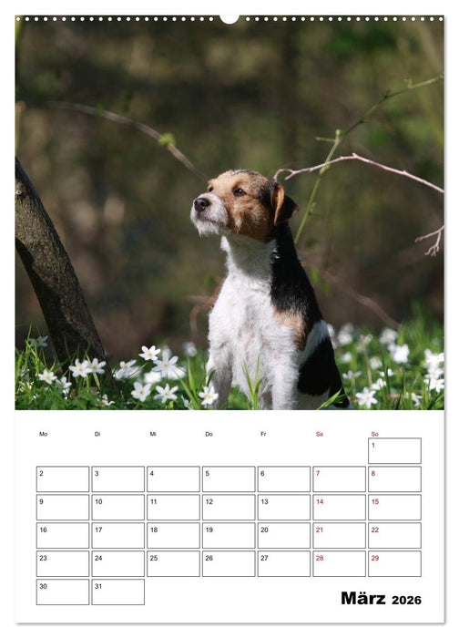 Tender Fellows - Parson Russell Terrier (CALVENDO Wandkalender 2026)