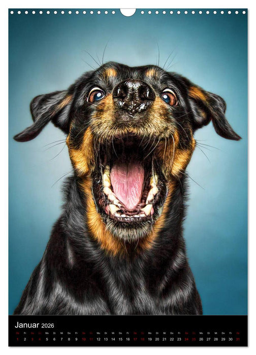 Funny Faces - Lustige Hundebilder (CALVENDO Wandkalender 2026)