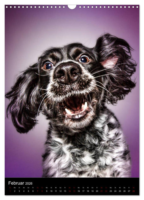 Funny Faces - Lustige Hundebilder (CALVENDO Wandkalender 2026)