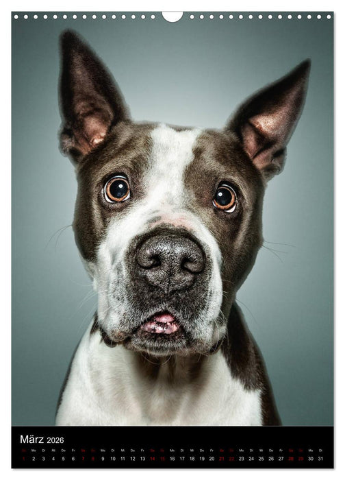 Funny Faces - Lustige Hundebilder (CALVENDO Wandkalender 2026)