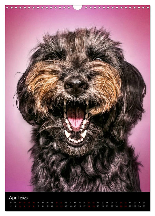 Funny Faces - Lustige Hundebilder (CALVENDO Wandkalender 2026)