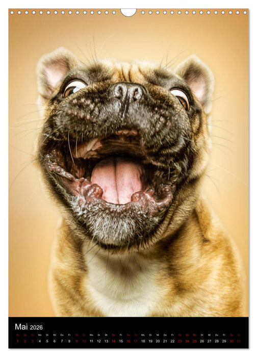 Funny Faces - Lustige Hundebilder (CALVENDO Wandkalender 2026)